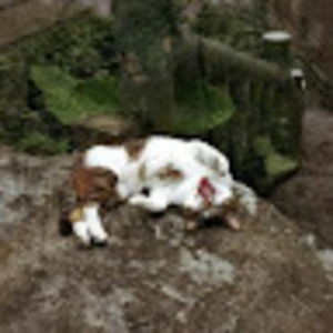 Meet your Posher, Camille